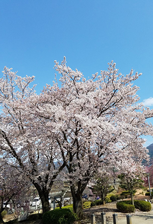 甲州蚕影桜（こうしゅうこかげざくら）